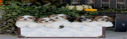 Shih Tzu dogs for sale: Felix  - Ad 4