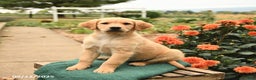 Golden Retriever dogs for sale: Paris - Ad 4