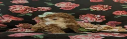 Miniature Poodle dogs for sale: Shannon - Ad 3