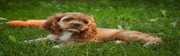 Cocker Spaniel dogs for sale: Alexa Cocker Spaniel  - Ad 5