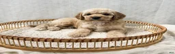 Cavapoo dogs for sale: Sammi - Ad 3