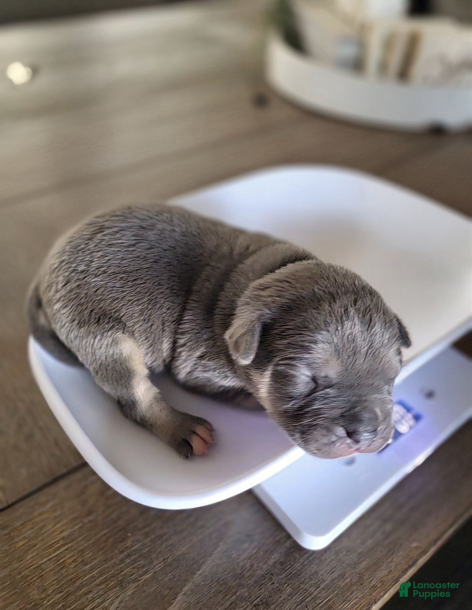 American Bully dogs Arvada "Arvie" - Ad 1