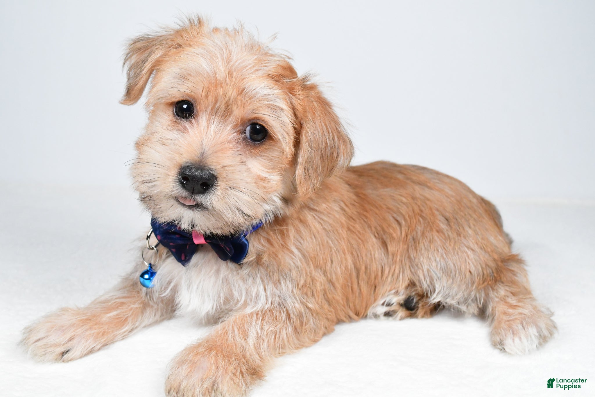 Morkie dogs Gunner - Ad 2