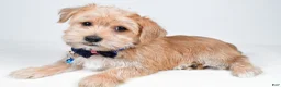 Morkie dogs for sale: Gunner - Ad 2
