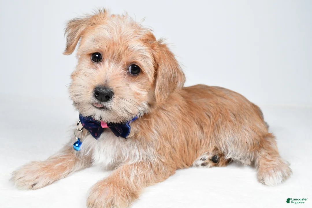 Morkie dogs for sale: Gunner - Ad 2