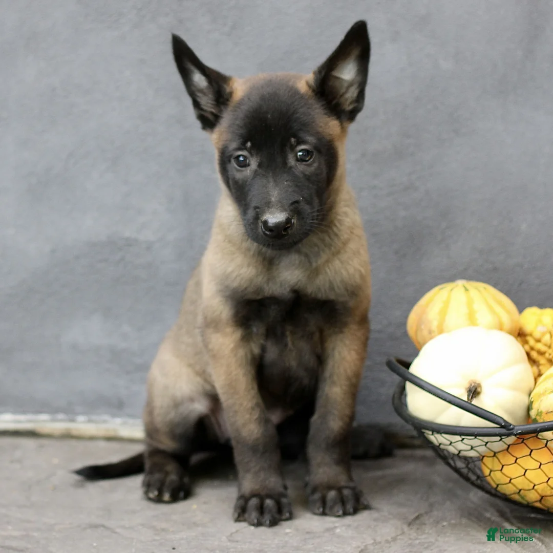 Belgian Malinois dogs for sale: Raven  - Ad 1