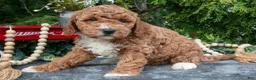Cavapoo dogs for sale: Strawberry - Ad 3