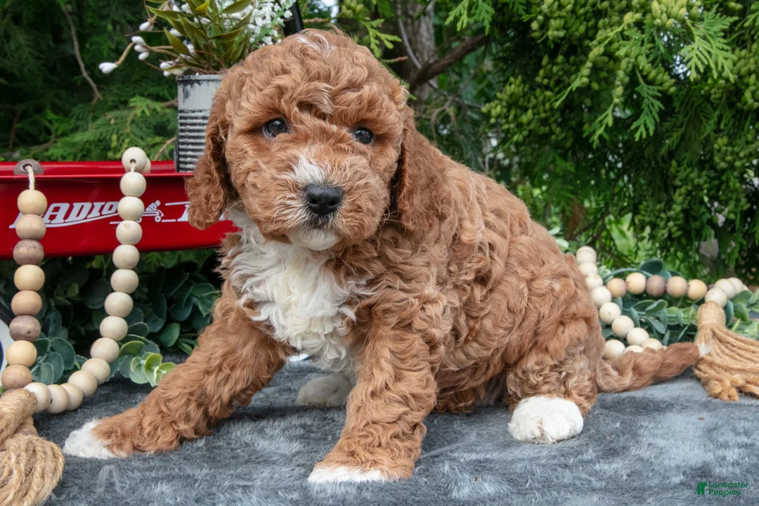 Cavapoo dogs for sale: Strawberry - Ad 3