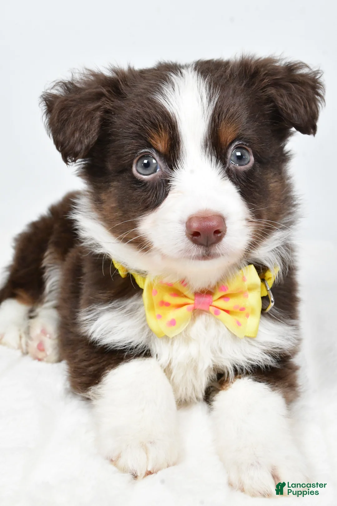 Miniature Australian Shepherd dogs for sale: Lincoln - Ad 10