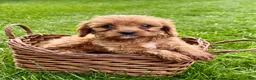 Cavapoo dogs for sale: Callie - Ad 1
