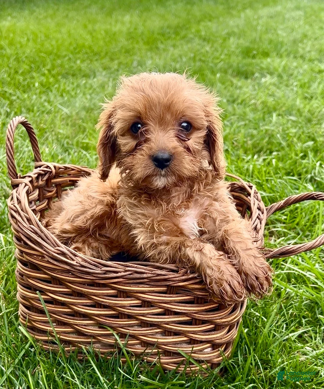 Cavapoo dogs for sale: Callie - Ad 1
