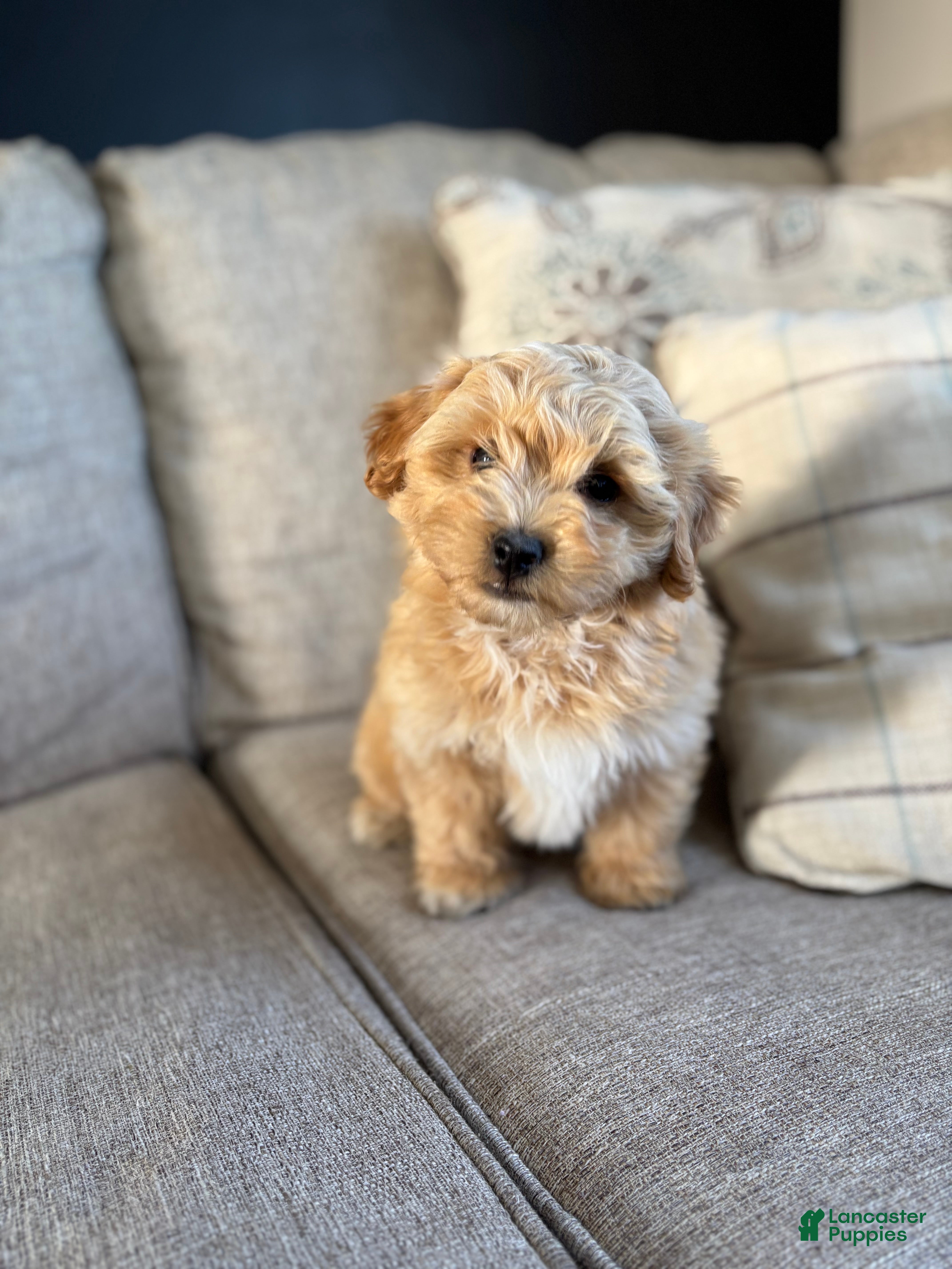 Maltipoo dogs Mitch  - Ad 1