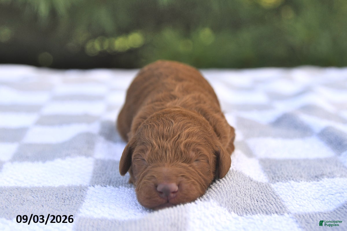 Mini Goldendoodle dogs Blaze - Ad 1