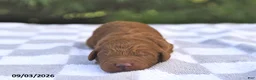 Mini Goldendoodle dogs for sale: Blaze - Ad 1
