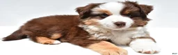 Miniature Australian Shepherd dogs for sale: Monica - Ad 4