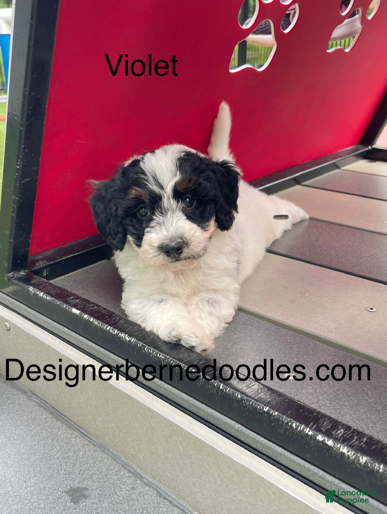 Mini Bernedoodle dogs Violet tiny/ toy - Ad 38