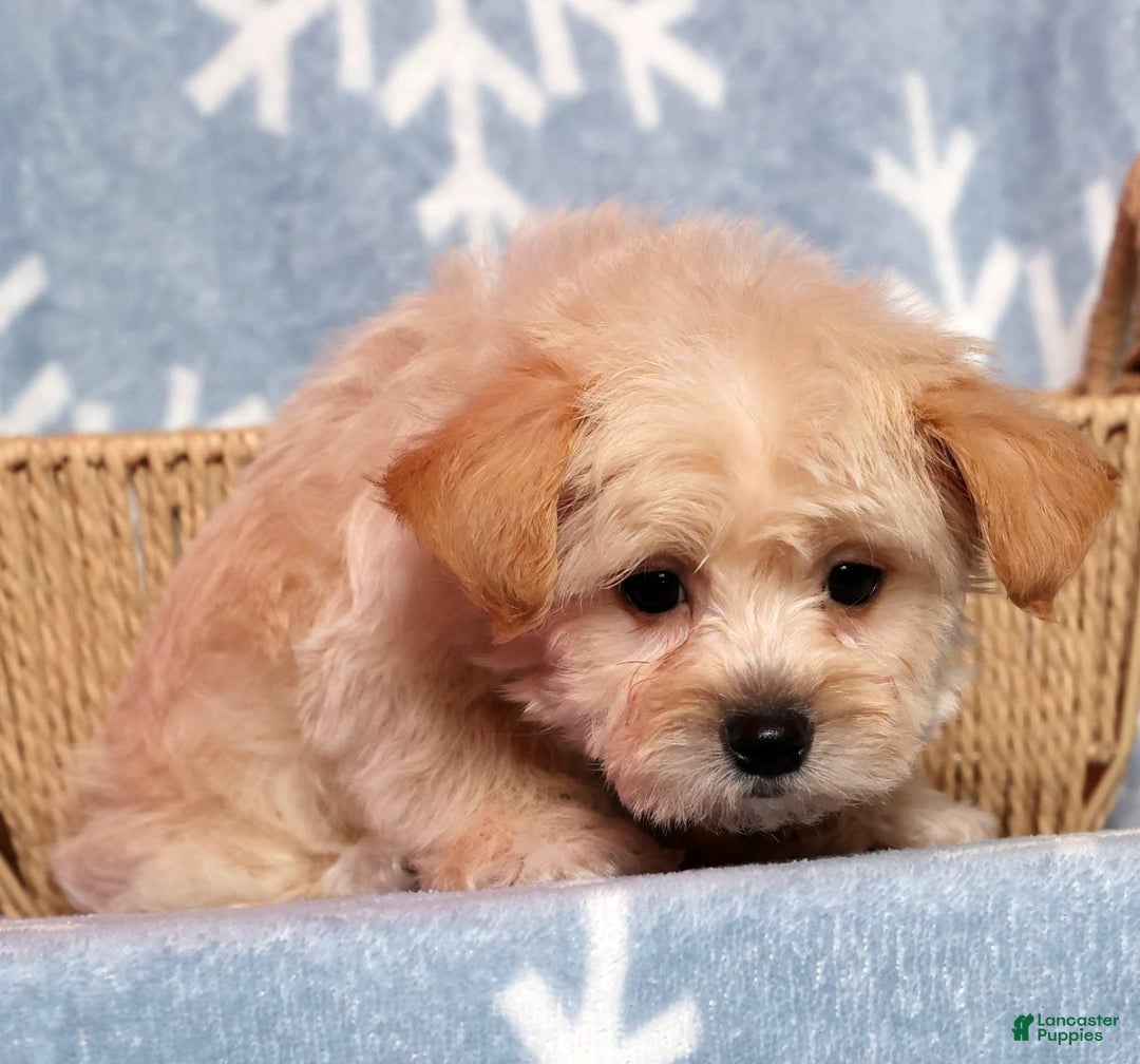 Yochon dogs for sale: Jasper - Ad 3