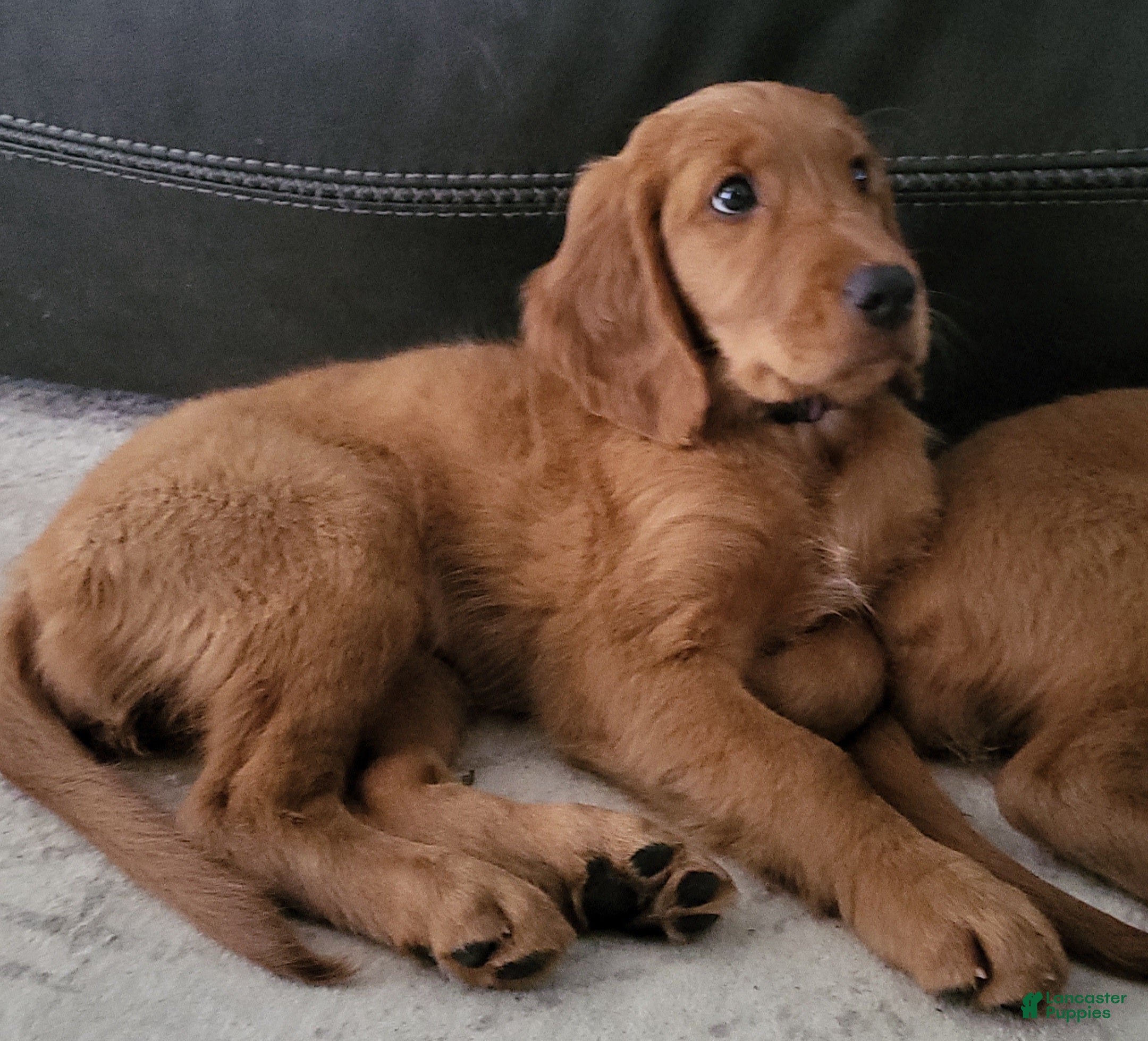 Mixed Breed dogs Mia - Irish Goldendoodle  - Ad 1