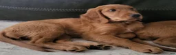 Mixed Breed dogs for sale: Mia - Irish Goldendoodle  - Ad 1