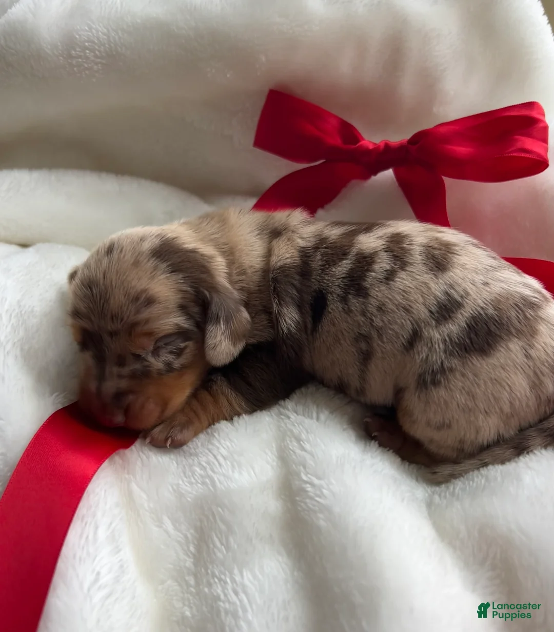 Miniature Dachshund dogs for sale: Moxy - Ad 6