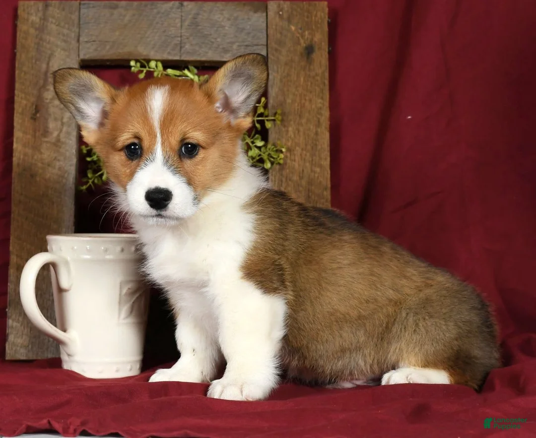 Gallery Image {{count}}