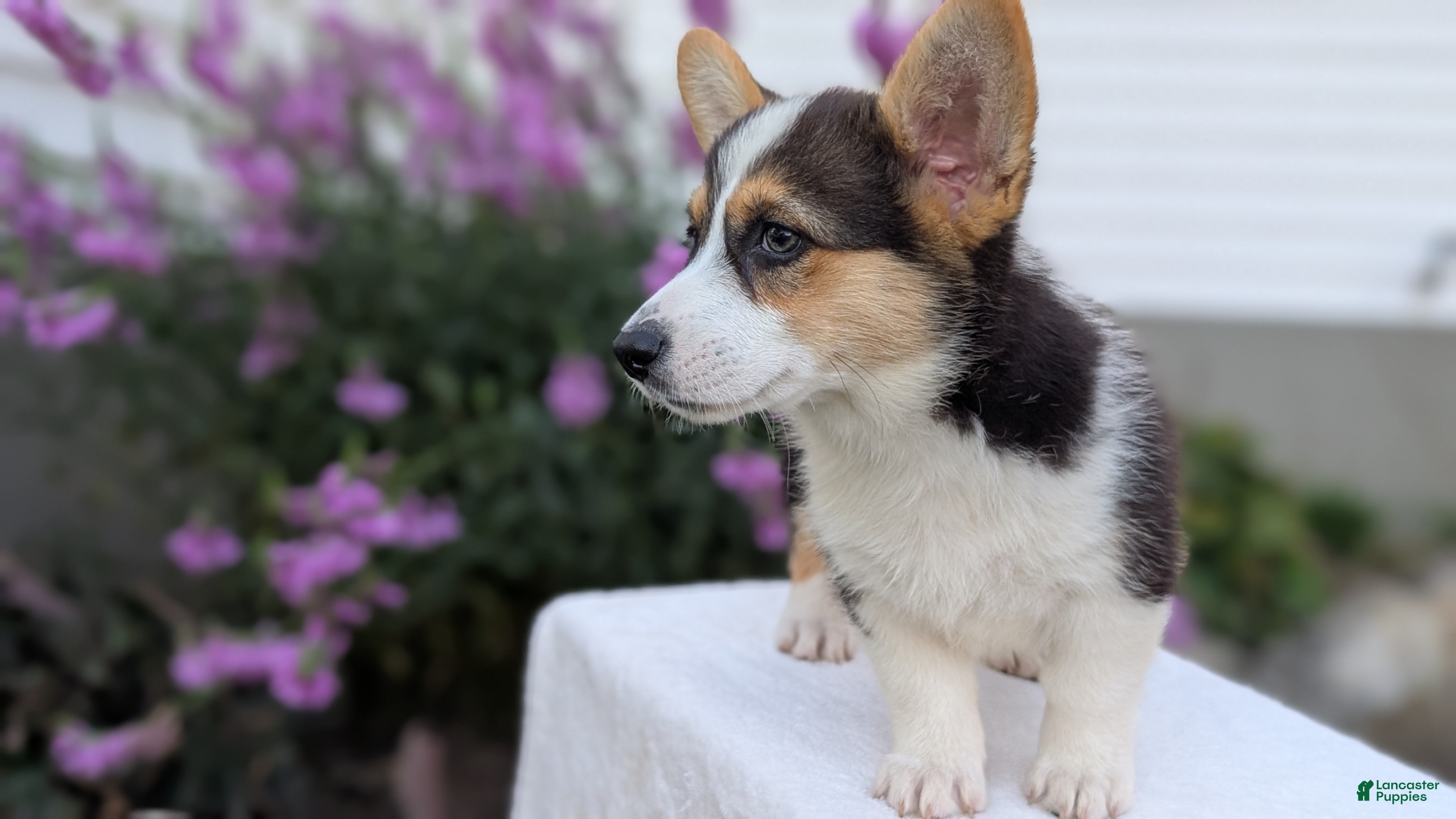 Welsh Corgi Pembroke dogs Lanie - Ad 2