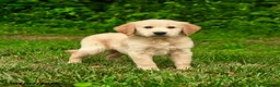 Golden Retriever dogs for sale: Nickolas - Ad 3