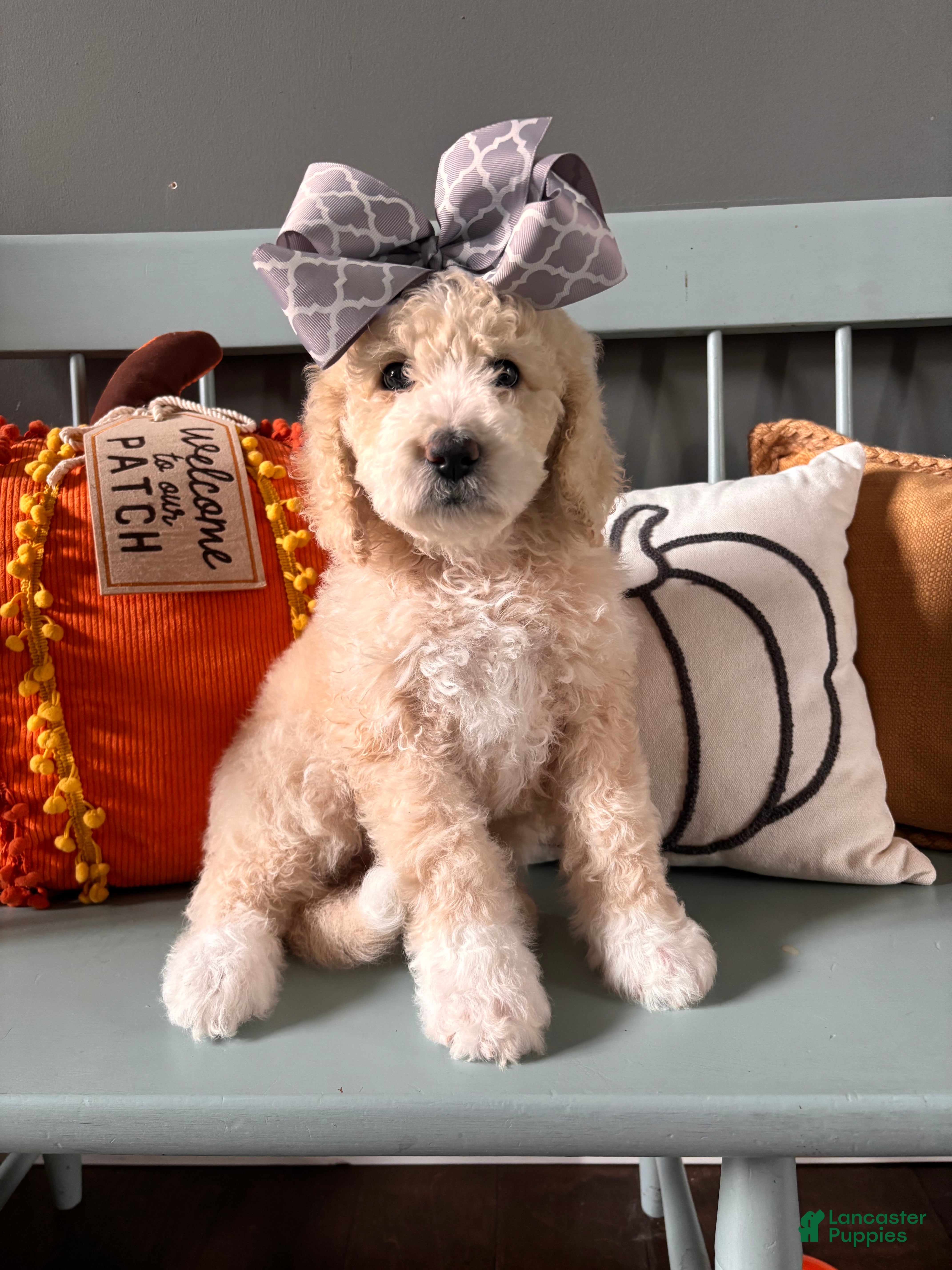 Bernedoodle dogs Mackey - Ad 23