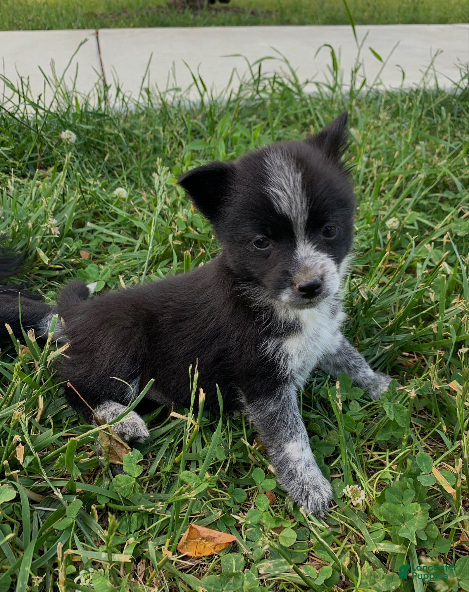 Mixed Breed dogs for sale: Mixed Breed Puppy 5 - Ad 3