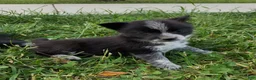 Mixed Breed dogs for sale: Mixed Breed Puppy 5 - Ad 1