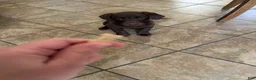 Labrador Retriever dogs for sale: Dozer - Ad 3