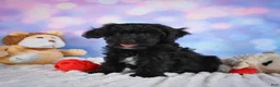Miniature Poodle dogs for sale:  Paul - Ad 4