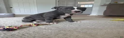 American Bully dogs for sale: Sadie - XL American Bully Puppy  - Ad 7