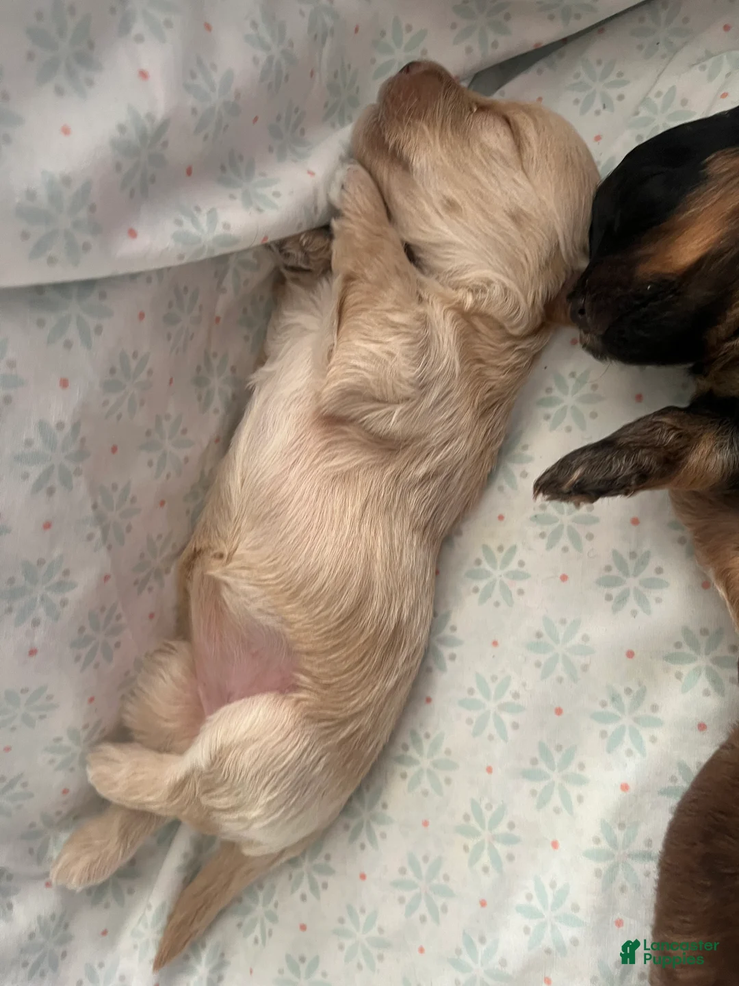 Yorkiepoo dogs for sale: Icelynn - Ad 2