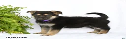 German Shepherd dogs for sale: Reign - Ad 3