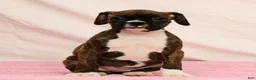 Boxer dogs for sale: Cookie - Ad 2