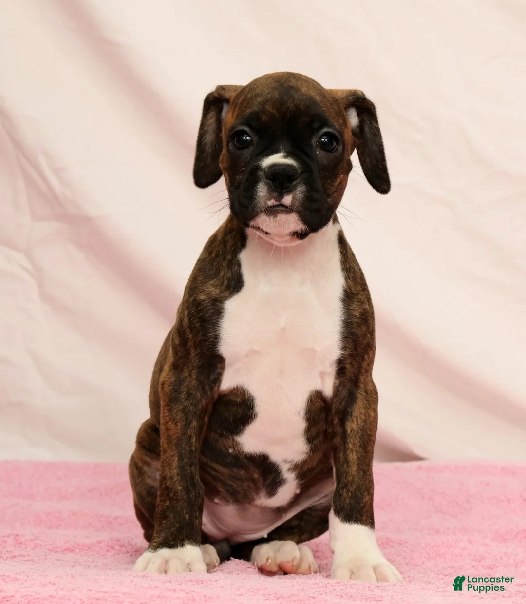 Boxer dogs for sale: Cookie - Ad 2