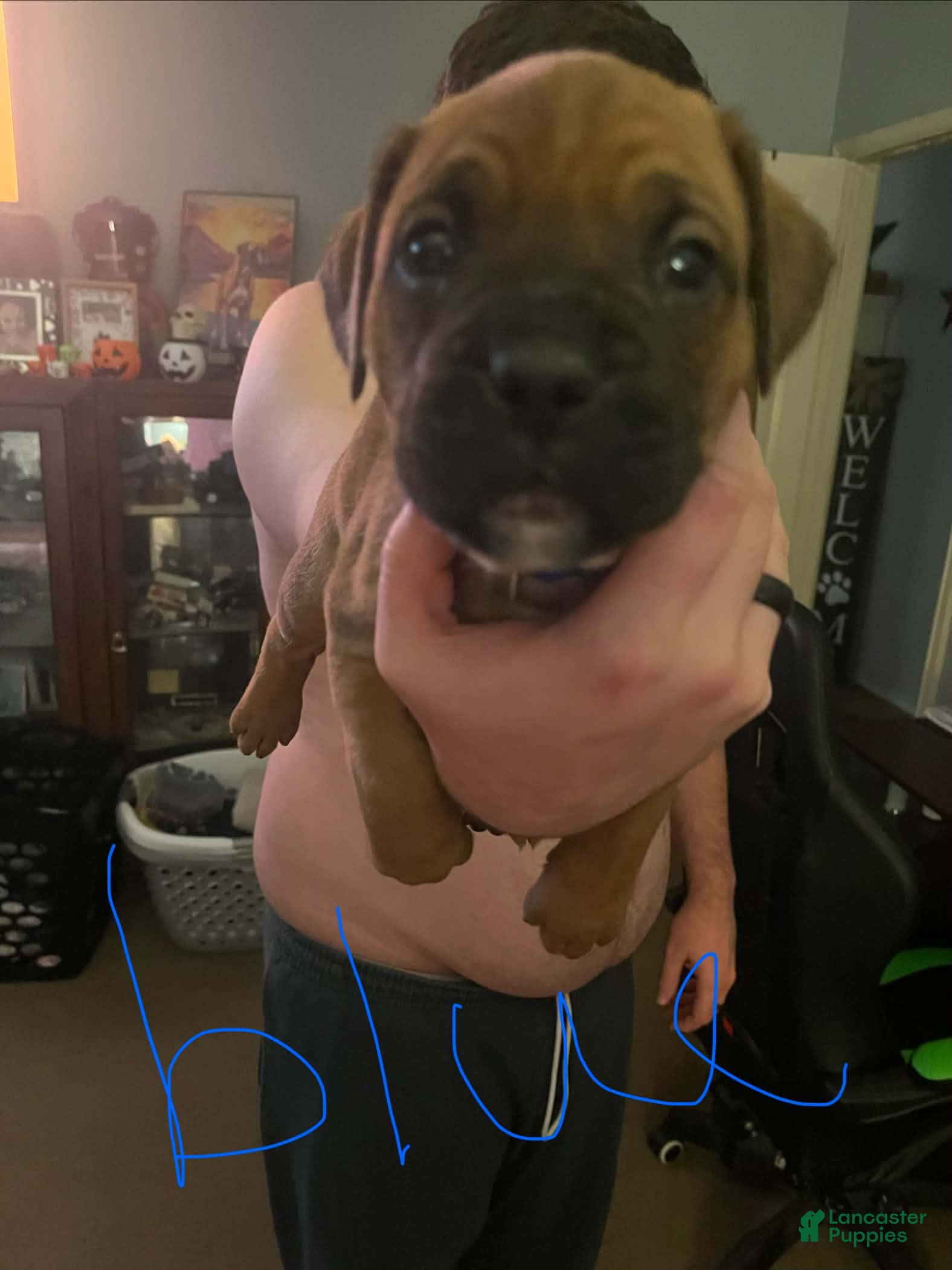 Boxer dogs Boxer 4 - Ad 12