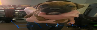 Boxer 4