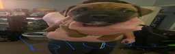 Boxer dogs for sale: Boxer 4 - Ad 1