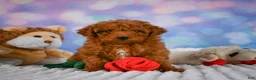 Mini Goldendoodle dogs for sale: Violet - Ad 2
