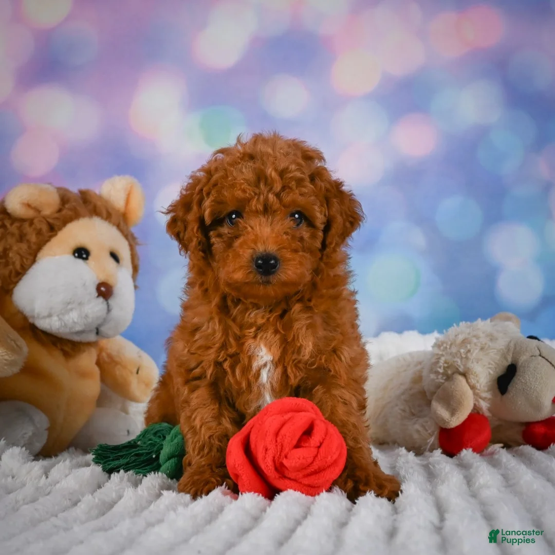 Mini Goldendoodle dogs for sale: Violet - Ad 2