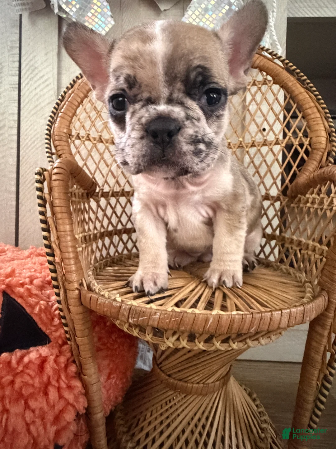 French Bulldog dogs for sale: French Bulldog 7 - Ad 1