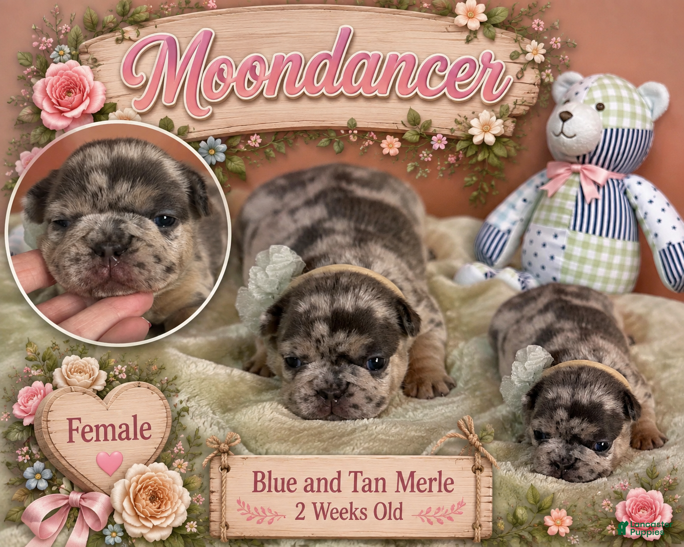 French Bulldog dogs French Bulldog 2 - Ad 2