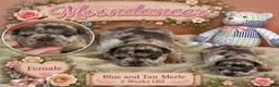 French Bulldog dogs for sale: French Bulldog 2 - Ad 2