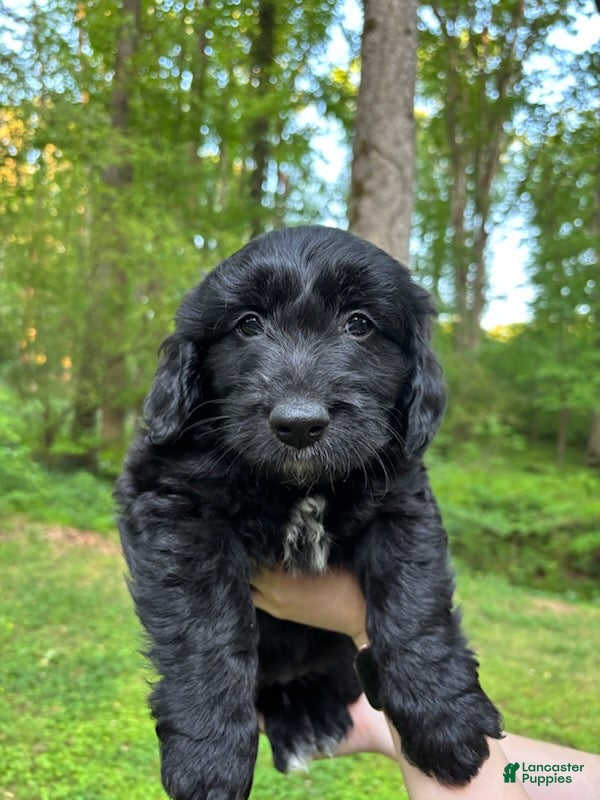 Mixed Breed dogs for sale: lucky - Ad 4