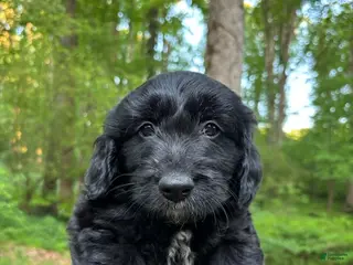 Mixed Breed dogs for sale: lucky - Ad 4