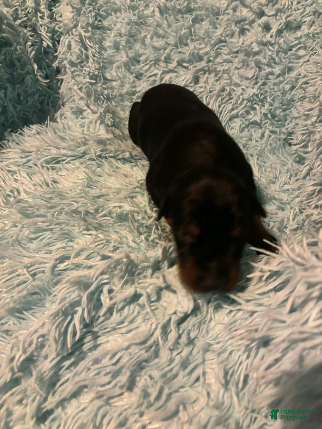 Doberman Pinscher dogs for sale: Male 1 with ear crop - Ad 1