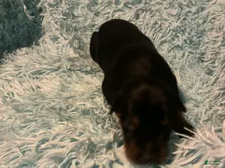 Doberman Pinscher dogs Male 1 with ear crop - Ad 25