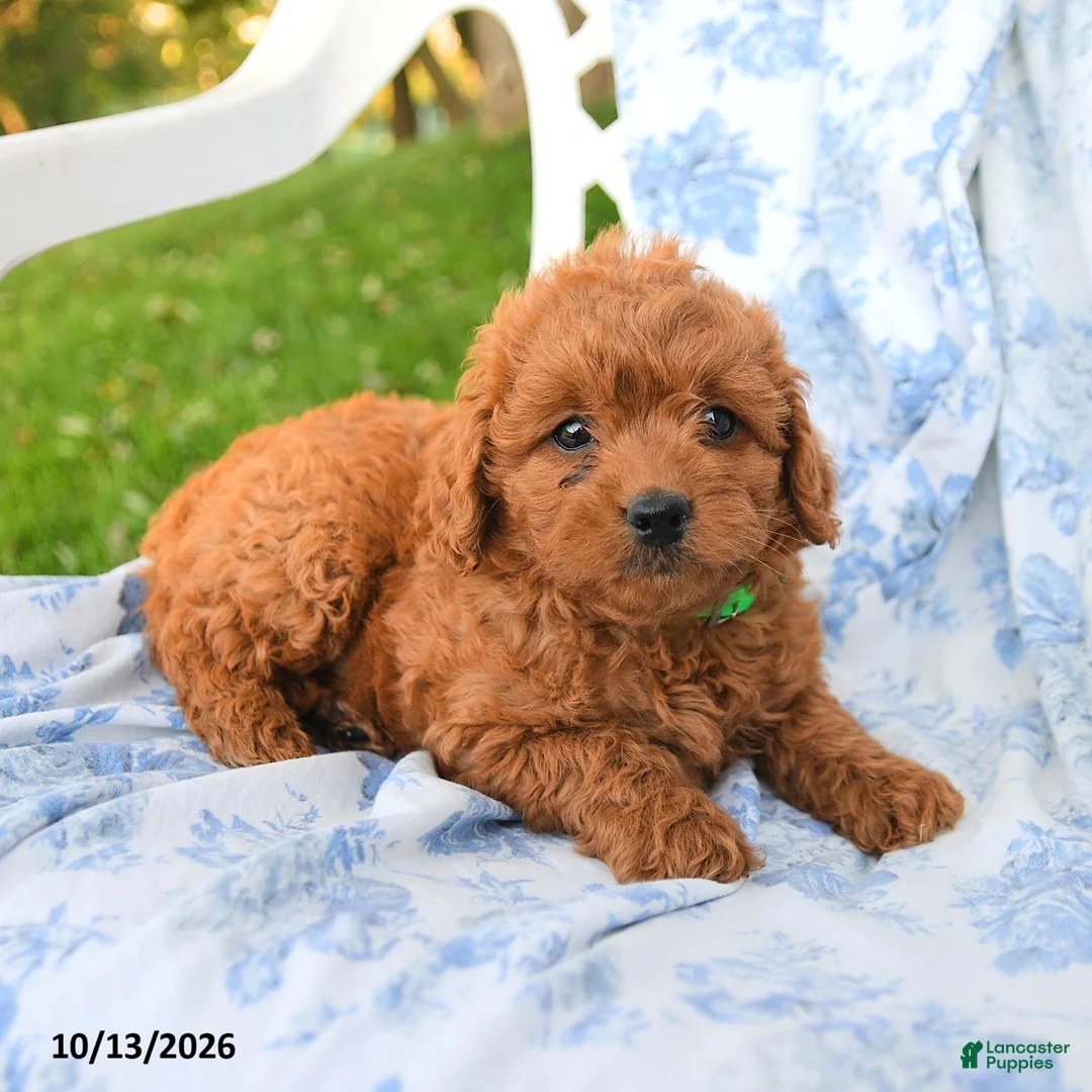 Miniature Labradoodle dogs for sale: Duchess - Ad 2